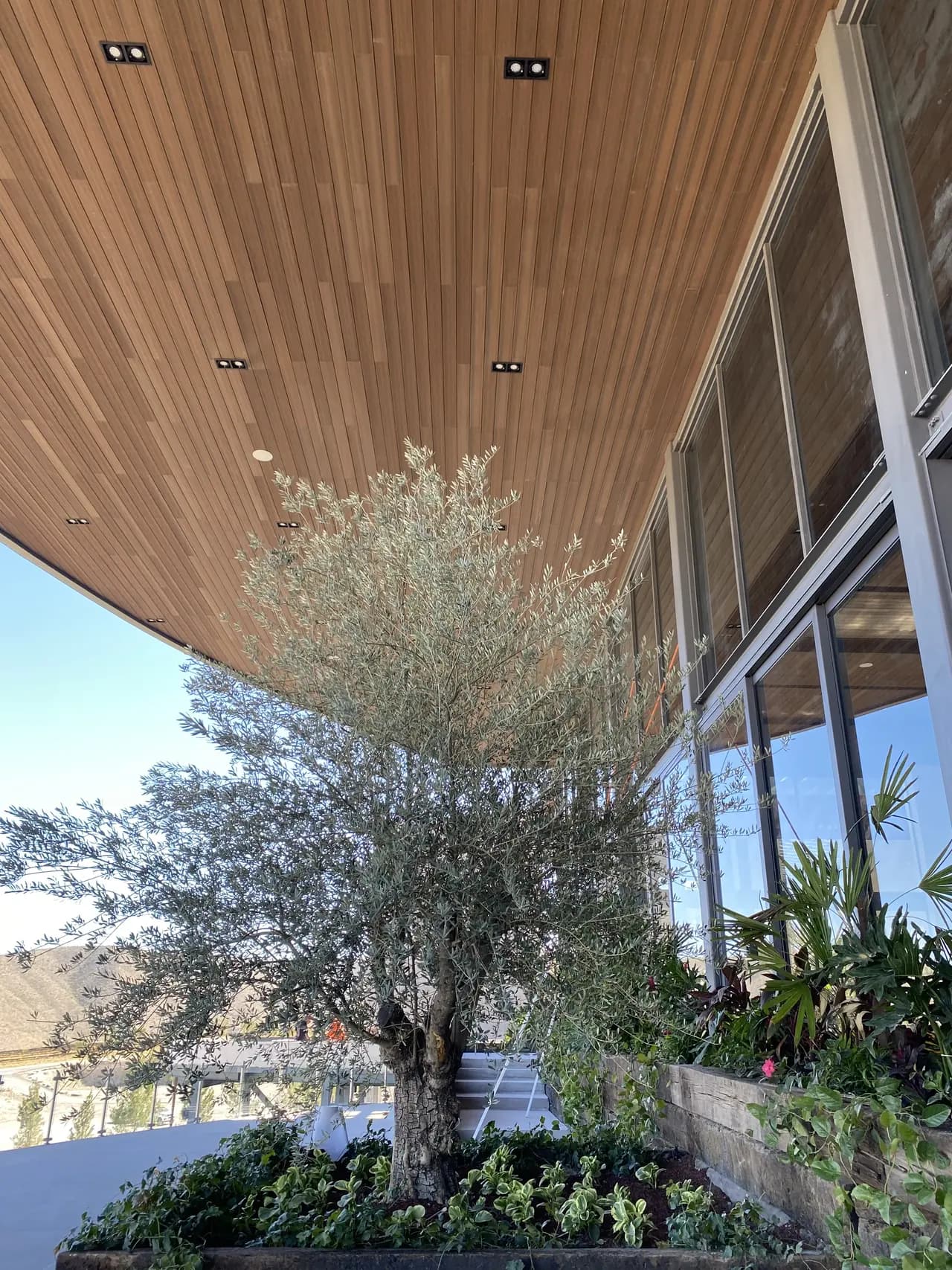 Techo de una terraza revestido de Wall Cladding WPC tono madera con luces empotradas, sobre un jardín con un olivo y los cerros al fondo